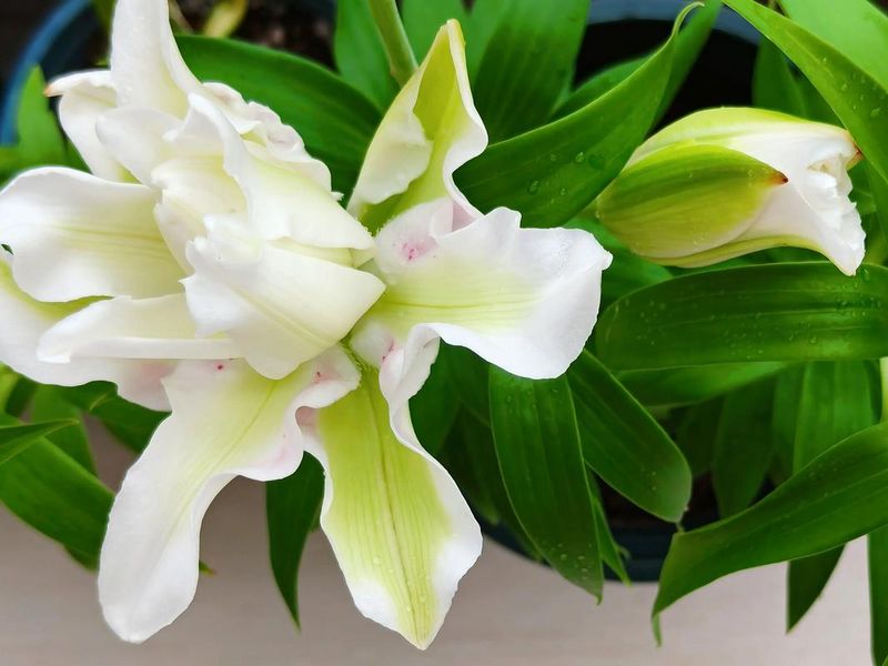 百合怎么种植方法图解