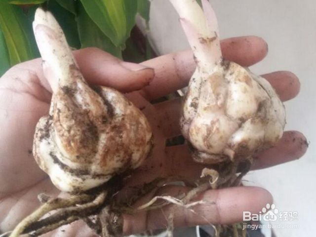 百合花种球的种植方法