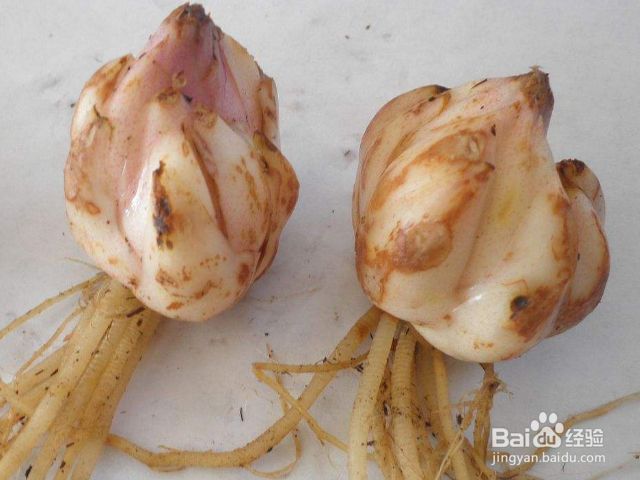 百合怎么种植方法图解