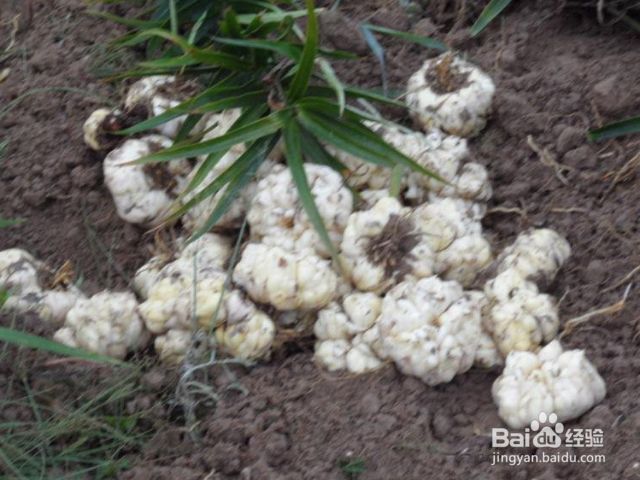 百合怎么种植方法图解