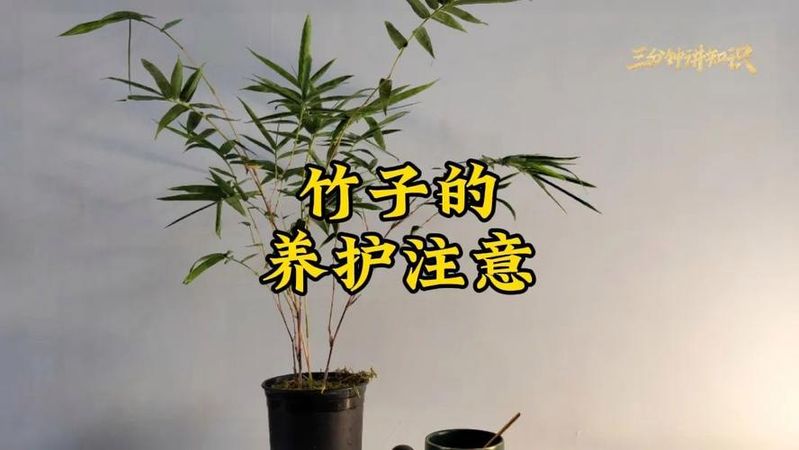 铜钱草种子的养殖方法和注意事项