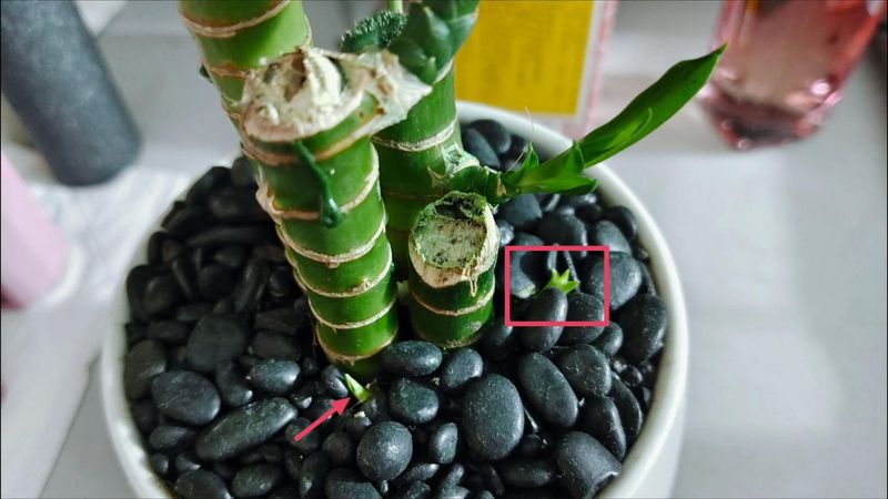铜钱草种子的养殖方法和注意事项