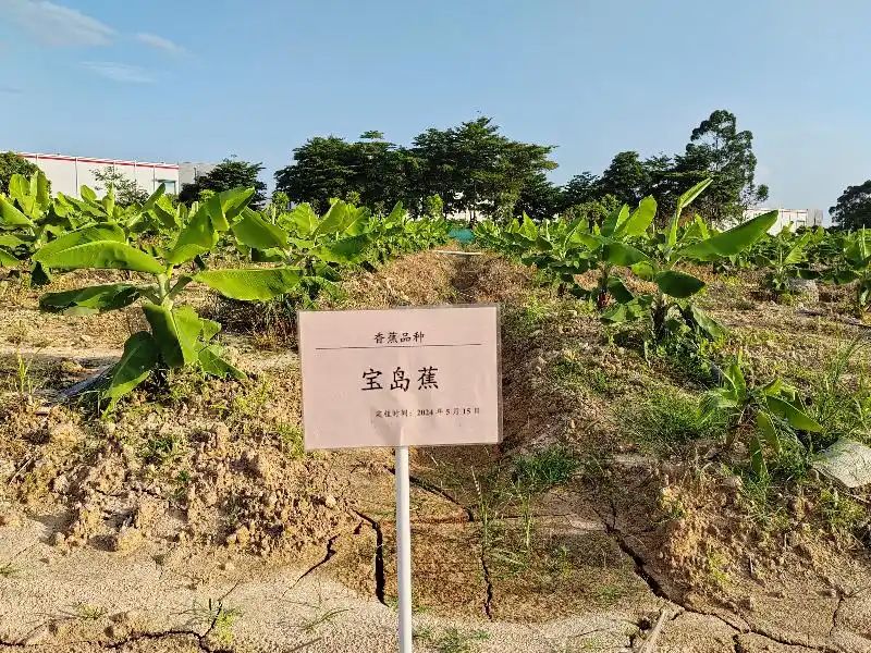 香蕉种植技术视频