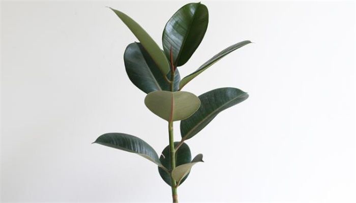 铜钱草种子的养殖方法和注意事项