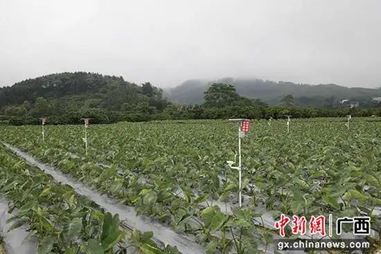 芋头种植技术与管理