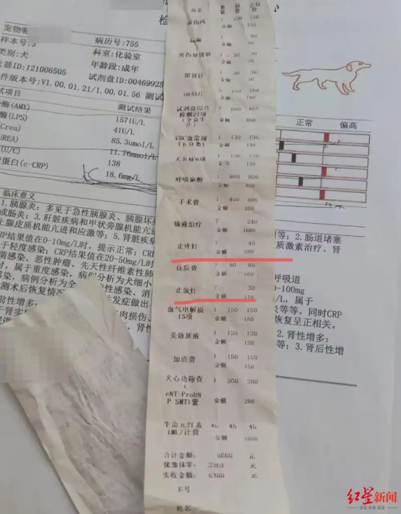 狗狗拍片子多少钱