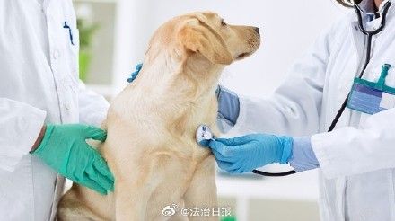 狗狗拍片子多少钱