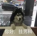 狗狗拍片子多少钱