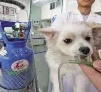 狗狗拍片子多少钱