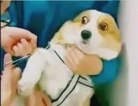 狗狗拍片子多少钱