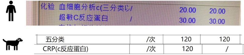 狗狗拍片子多少钱