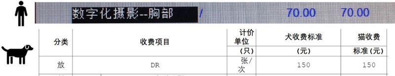 狗狗拍片子多少钱