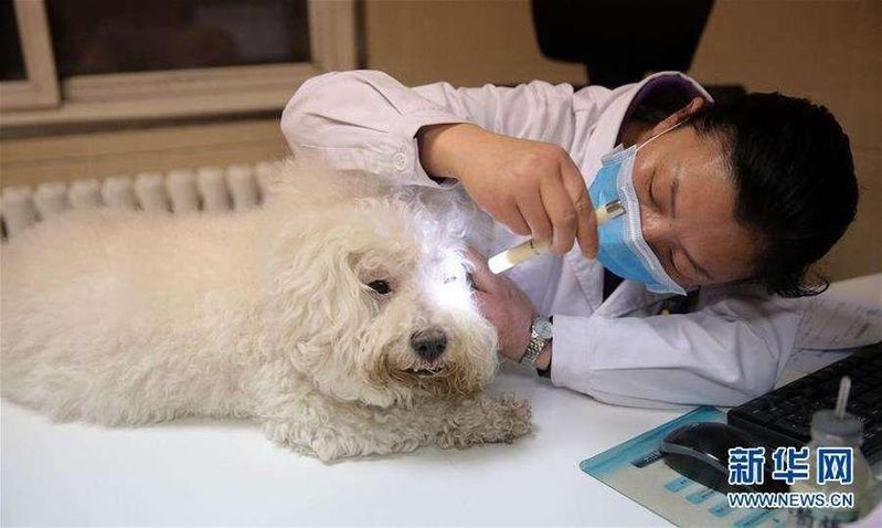 狗狗拍片子多少钱