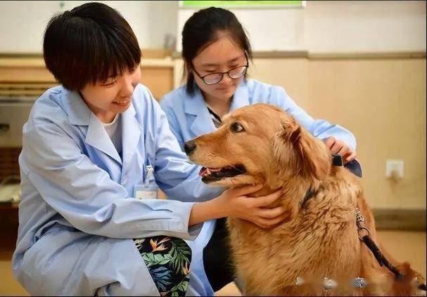 狗狗拍片子多少钱