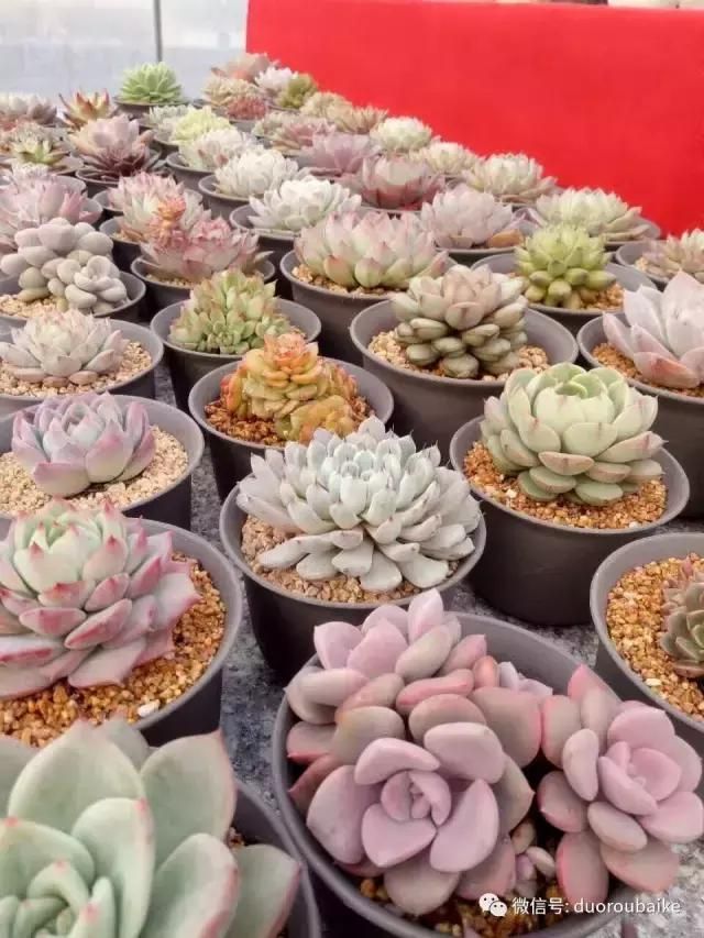 花架植物种植施工图