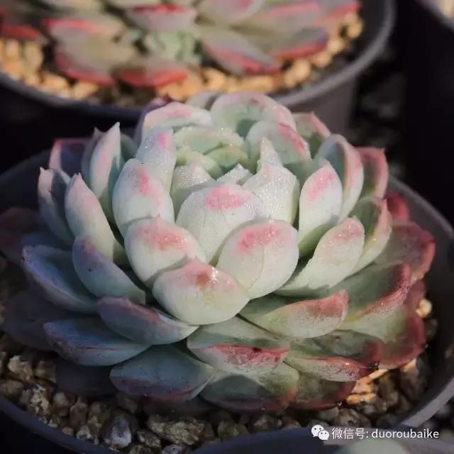 花架植物种植施工图