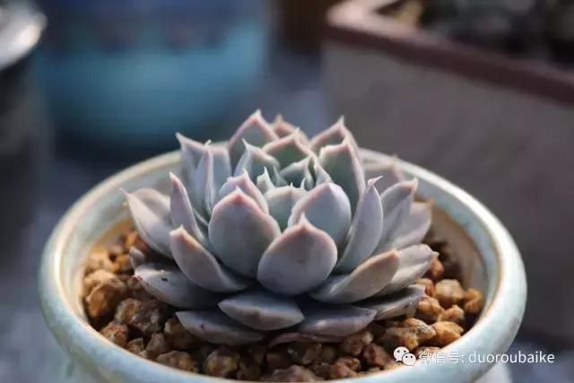 花架植物种植施工图