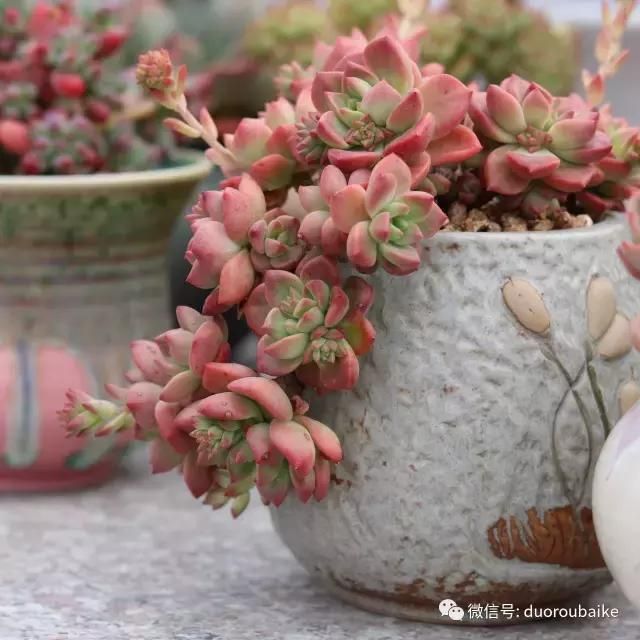 花架植物种植施工图