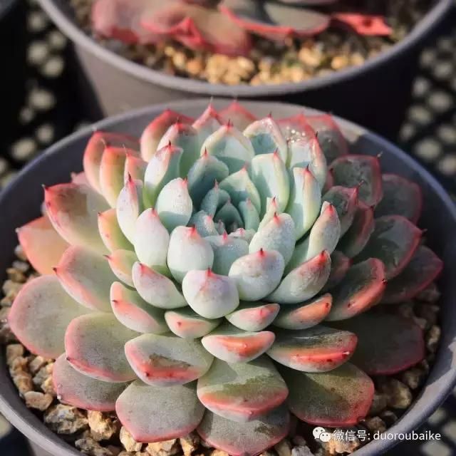 花架植物种植施工图