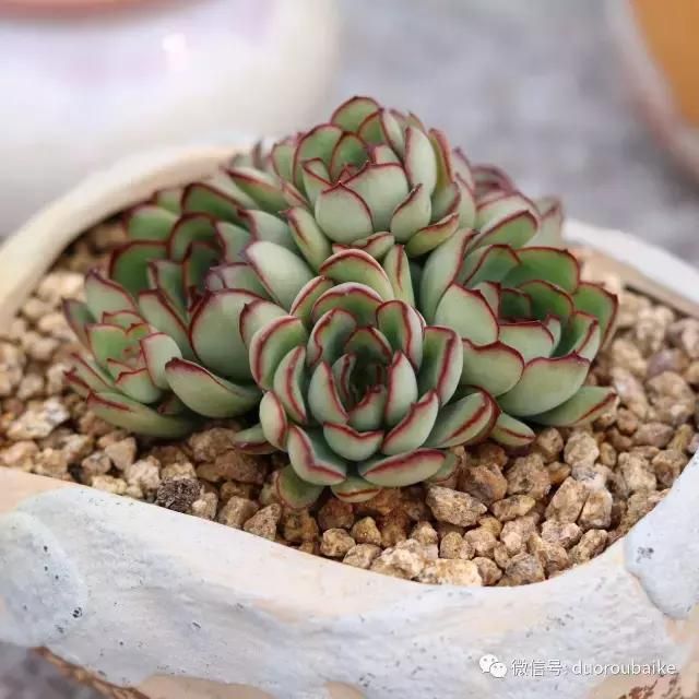 花架植物种植施工图