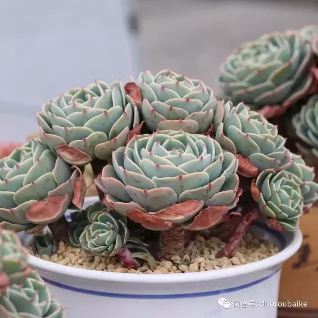 花架植物种植施工图