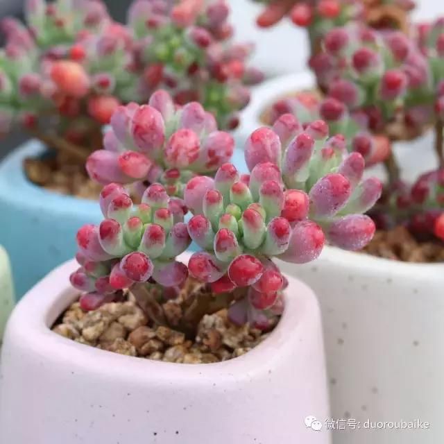 花架植物种植施工图