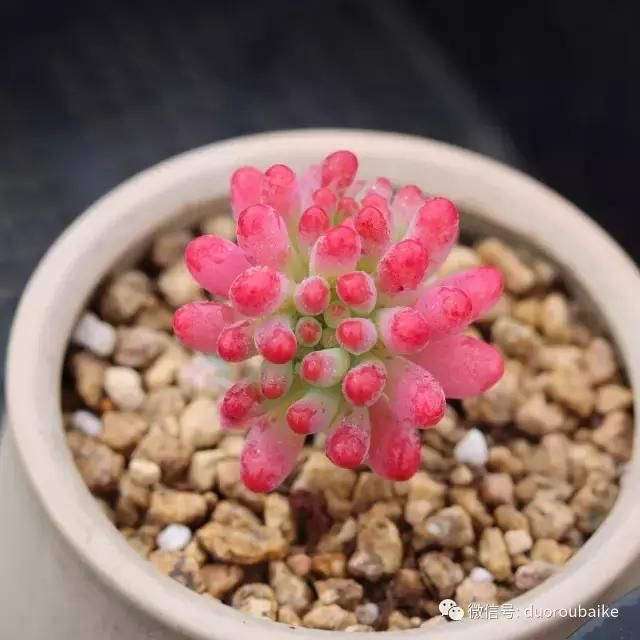 花架植物种植施工图