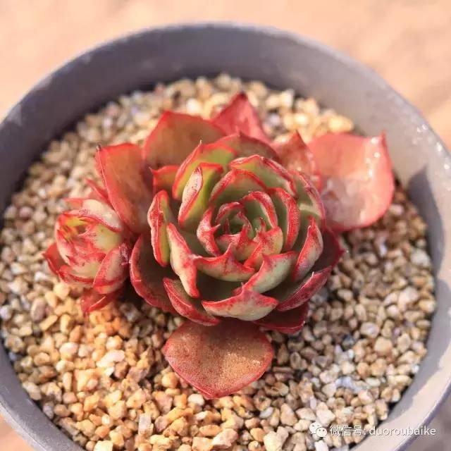 花架植物种植施工图