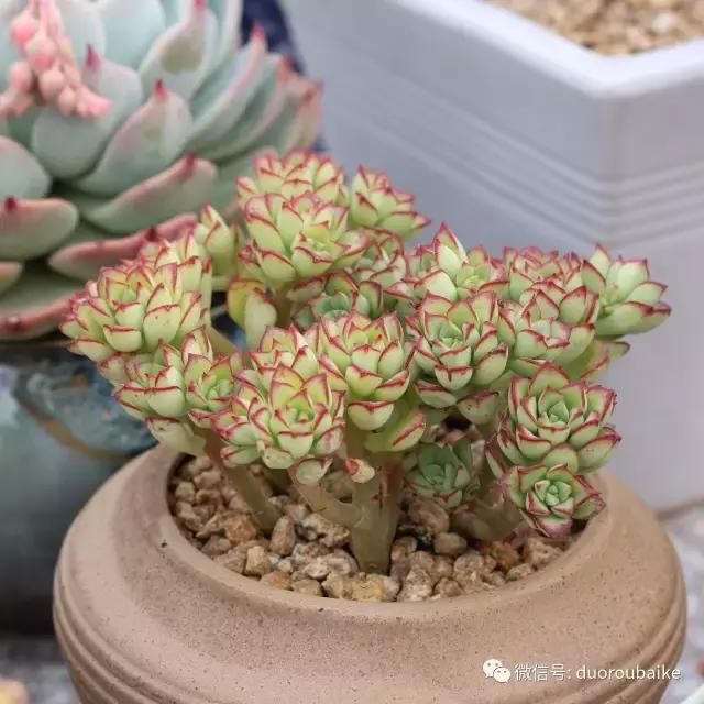 花架植物种植施工图