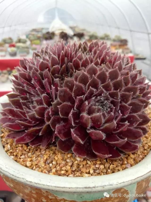 花架植物种植施工图