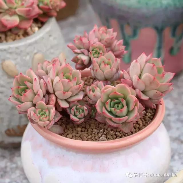 花架植物种植施工图