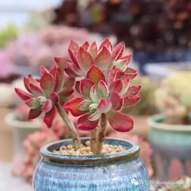 花架植物种植施工图