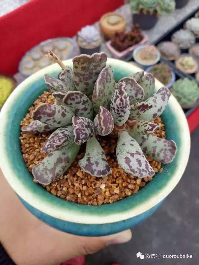 花架植物种植施工图