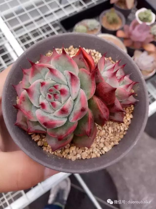 花架植物种植施工图