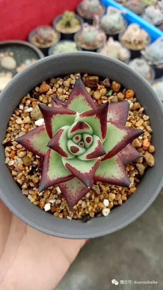 花架植物种植施工图