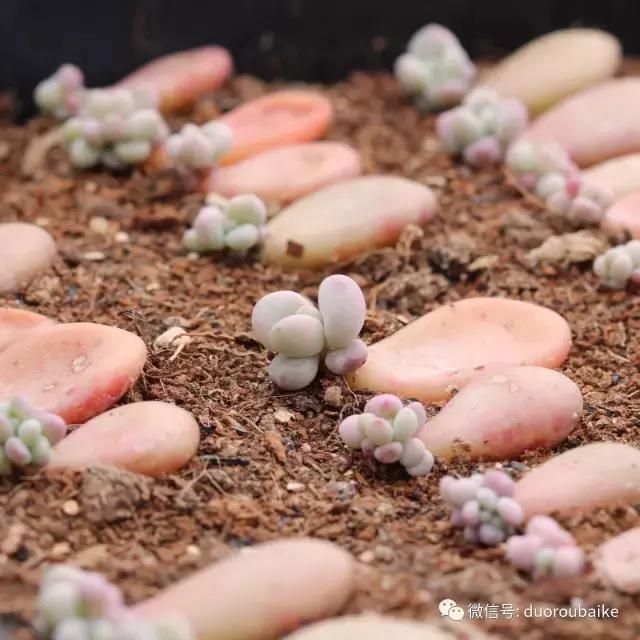 花架植物种植施工图