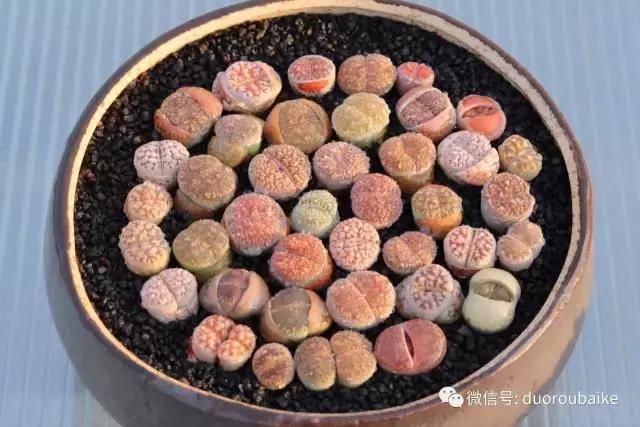 花架植物种植施工图