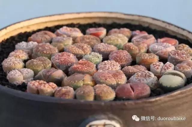 花架植物种植施工图