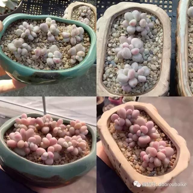 花架植物种植施工图