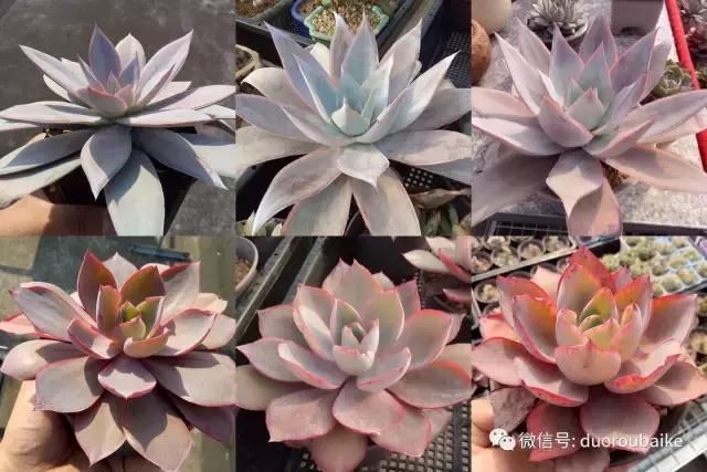 花架植物种植施工图