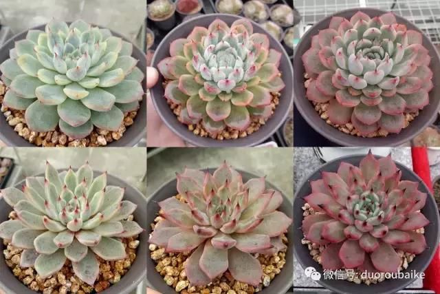 花架植物种植施工图