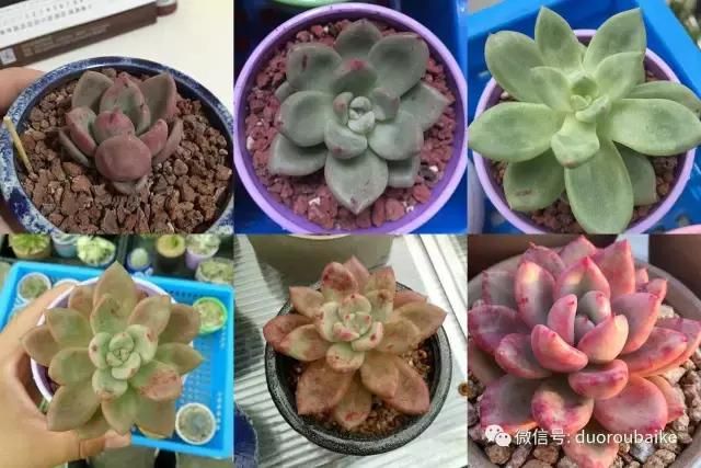 花架植物种植施工图