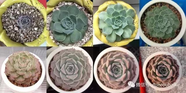 花架植物种植施工图