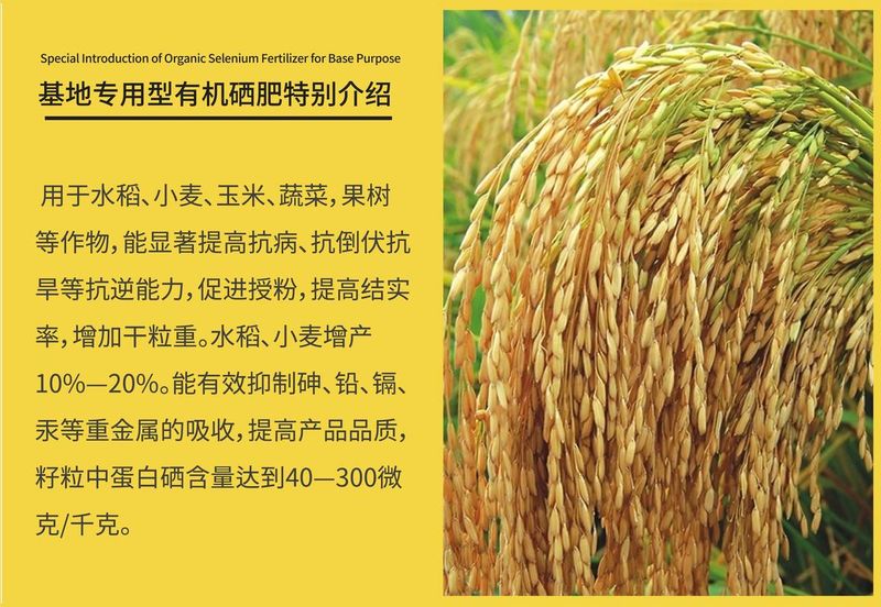 无公害水稻种植技术