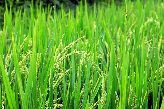 无公害水稻种植技术