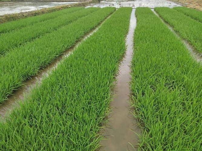 无公害水稻种植技术
