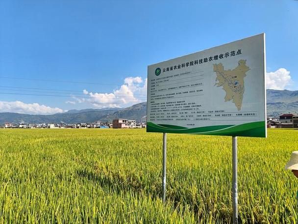 无公害水稻种植技术