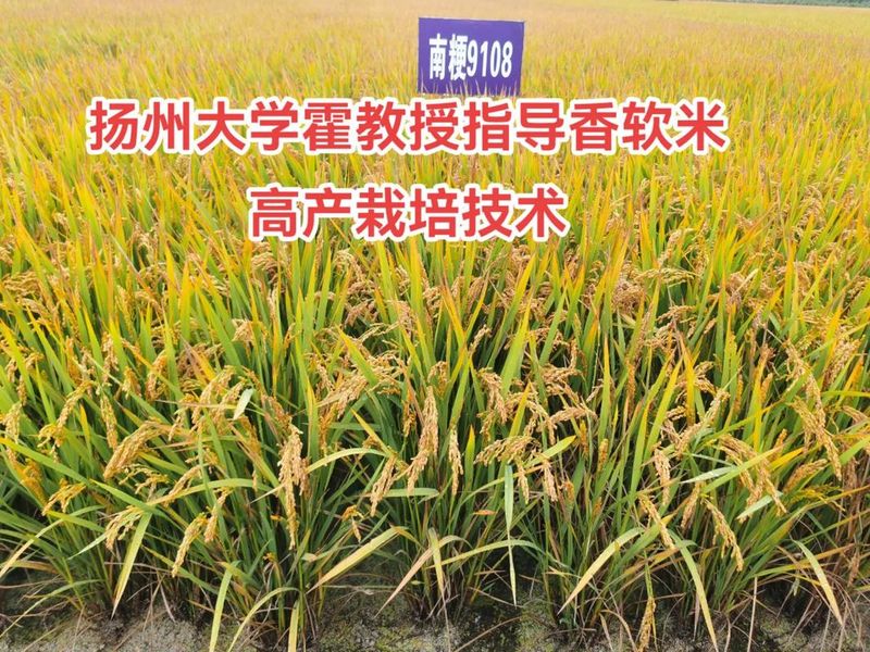 无公害水稻种植技术