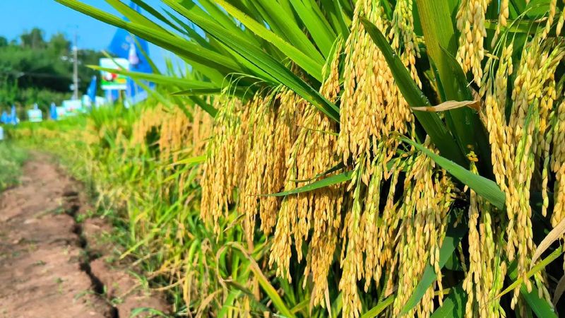 无公害水稻种植技术