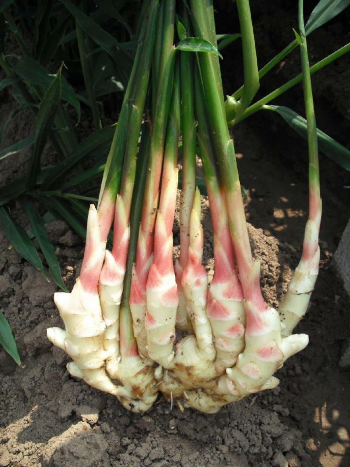 威远县锅炉早子姜种植技术要点